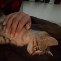 Vee